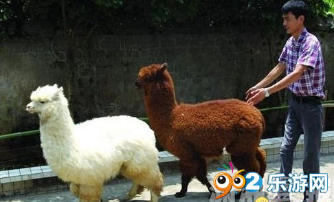 湖南男子用草泥马成功注册公司名 达菲鸡没问