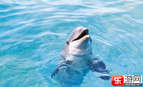 你意想不到的自然界十大高智商动物完整页